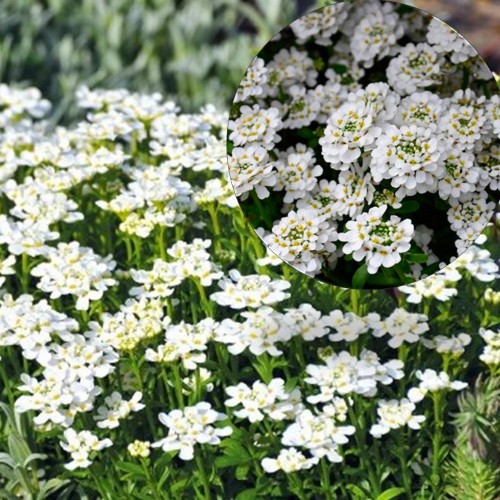 Iberis sempervirens 'Snow Flurries' - Igihaljas ibeeris 'Snow Flurries'